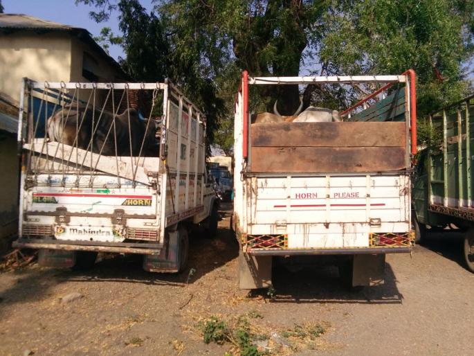 Transport of 107 cattle to slaughtered in 18 vehicles | १८ वाहनांमधून तब्बल १०७ गुरांची कत्तलीसाठी वाहतूक Transport of 107 cattle to slaughtered in 18 vehicles | १८ वाहनांमधून तब्बल १०७ गुरांची कत्तलीसाठी वाहतूक