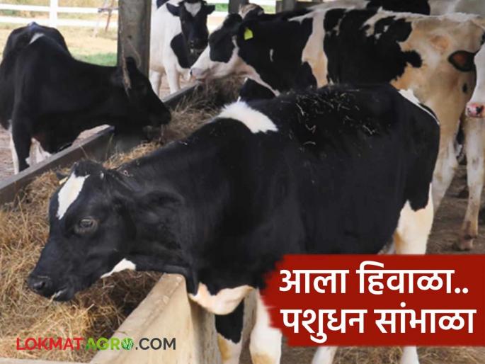 Livestock Care in Winter : How to take care of the health of livestock in winter read in detail | Livestock Care in Winter : थंडीत जनावरांच्या आरोग्याची कशी घ्याल काळजी वाचा सविस्तर Livestock Care in Winter : How to take care of the health of livestock in winter read in detail | Livestock Care in Winter : थंडीत जनावरांच्या आरोग्याची कशी घ्याल काळजी वाचा सविस्तर