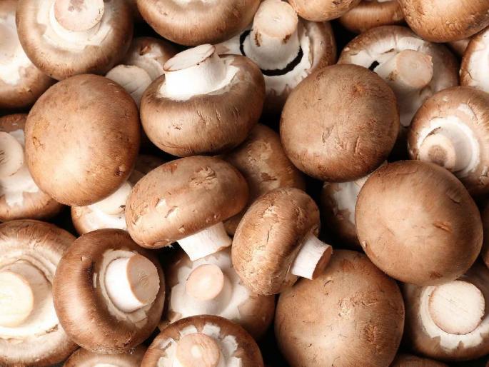 Can fungi be eaten? Farmers trend towards mushroom farming which can be done with less water | बुरशी खाता येते का? कमी पाण्यात करता येणाऱ्या मशरूम शेतीकडे शेतकऱ्यांचा कल Can fungi be eaten? Farmers trend towards mushroom farming which can be done with less water | बुरशी खाता येते का? कमी पाण्यात करता येणाऱ्या मशरूम शेतीकडे शेतकऱ्यांचा कल