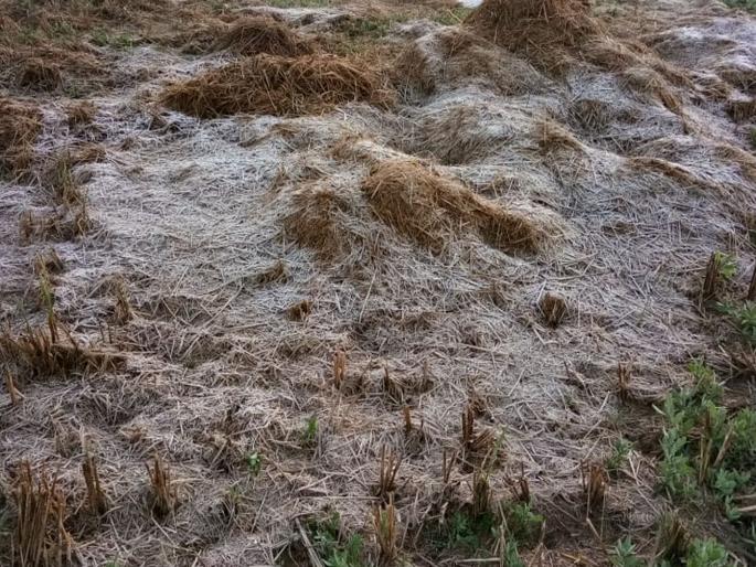 dewdrop frozen in Bhandara district | भंडारा जिल्ह्यात दवबिंदू गोठले dewdrop frozen in Bhandara district | भंडारा जिल्ह्यात दवबिंदू गोठले