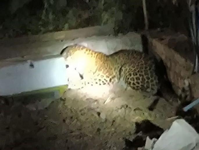 A leopard entered the settlement in search of prey; Forest department patrol for around seven-eight hours | शिकारीच्या शोधात बिबट शिरला वस्तीत; तब्बल सात-आठ तास वनविभागाची गस्त A leopard entered the settlement in search of prey; Forest department patrol for around seven-eight hours | शिकारीच्या शोधात बिबट शिरला वस्तीत; तब्बल सात-आठ तास वनविभागाची गस्त