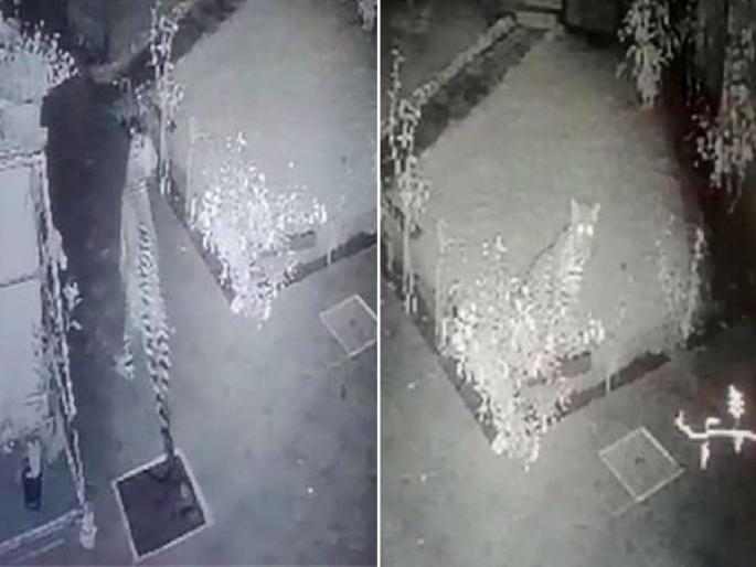 Leopard spotted in Gokul Housing Society of Borgaon; an atmosphere of fear among citizens | बापरे! बोरगावच्या गोकुल हाऊसिंग सोसायटीत बिबट्या; नागरिकांत भीतीचे वातावरण Leopard spotted in Gokul Housing Society of Borgaon; an atmosphere of fear among citizens | बापरे! बोरगावच्या गोकुल हाऊसिंग सोसायटीत बिबट्या; नागरिकांत भीतीचे वातावरण