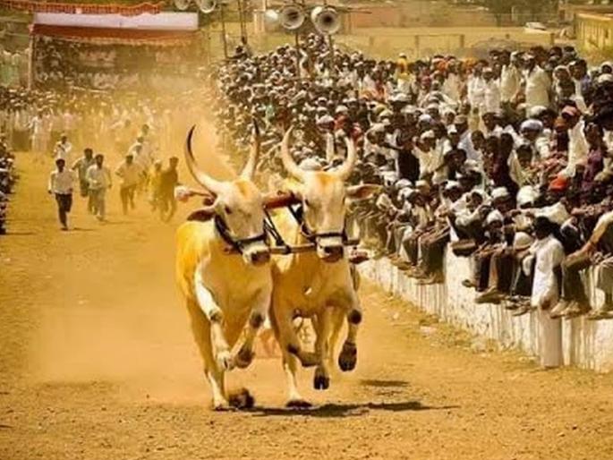 thrill of bullock cart Race to mhasrul started after eleven years | म्हसरूळला रंगला बैलगाडी शर्यतीचा थरार; अकरा वर्षांनंतर लागला मुहूर्त  thrill of bullock cart Race to mhasrul started after eleven years | म्हसरूळला रंगला बैलगाडी शर्यतीचा थरार; अकरा वर्षांनंतर लागला मुहूर्त