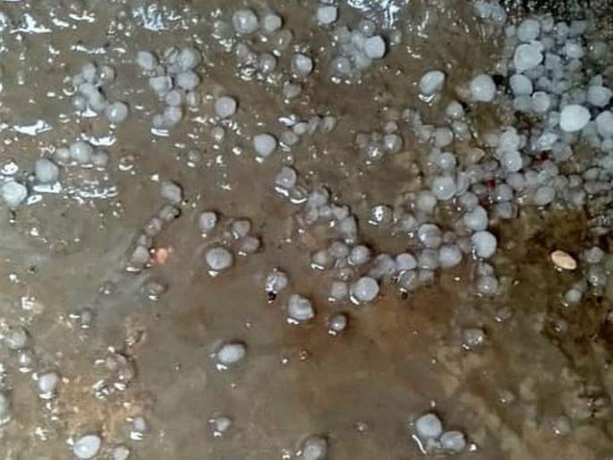 hail in Bahiram, Muktagiri; Damage to oranges, maize, wheat crops | मुक्तागीरी,  बहिरममध्ये गारपीट; संत्रा, मका, गहू पिकांचे नुकसान hail in Bahiram, Muktagiri; Damage to oranges, maize, wheat crops | मुक्तागीरी,  बहिरममध्ये गारपीट; संत्रा, मका, गहू पिकांचे नुकसान