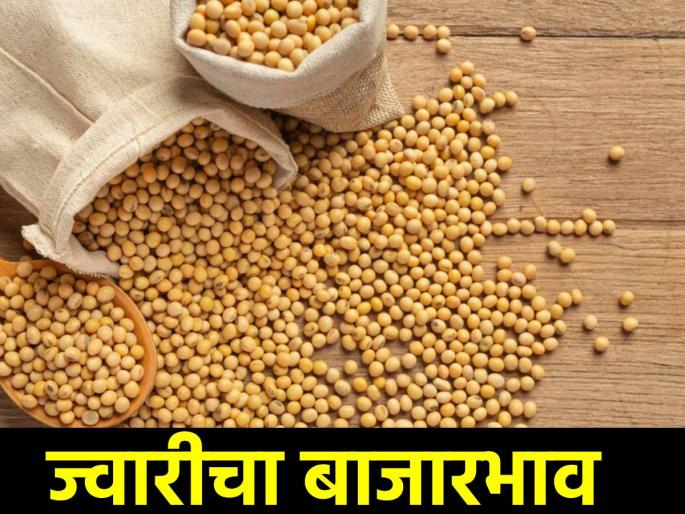 In the morning session, 2280 quintal jowar came in the market, what is the price today? | सकाळच्या सत्रात बाजारपेठेत आली २२८० क्विंटल ज्वारी, काय मिळतोय आज भाव? In the morning session, 2280 quintal jowar came in the market, what is the price today? | सकाळच्या सत्रात बाजारपेठेत आली २२८० क्विंटल ज्वारी, काय मिळतोय आज भाव?