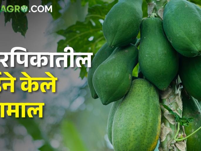 The farmer picked papaya in the Mosambi crop; Earned millions in a short period of time | शेतकऱ्याने मोसंबीच्या पिकात घेतली पपई; अल्पावधीत केली लाखोंची कमाई