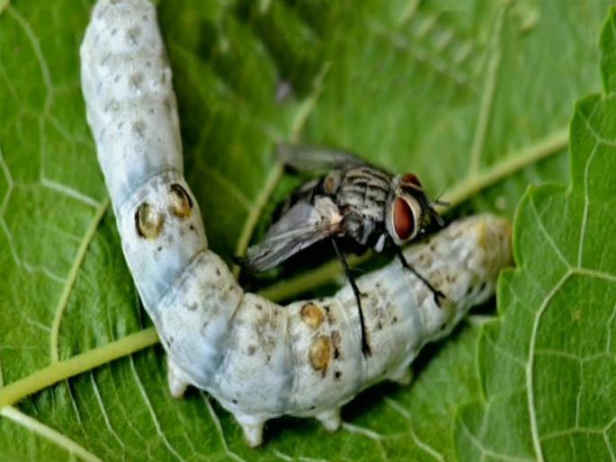 Uzi fly infestation on silk, get rid of this pest that eats mulberry | रेशमावर उझी माशीचा प्रादुर्भाव, तुती खाणाऱ्या या किडीचा करा बंदोबस्त Uzi fly infestation on silk, get rid of this pest that eats mulberry | रेशमावर उझी माशीचा प्रादुर्भाव, तुती खाणाऱ्या या किडीचा करा बंदोबस्त