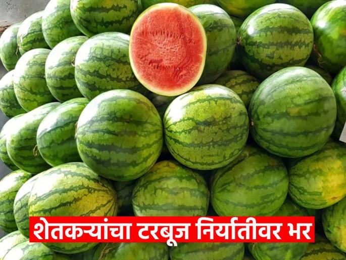 Gujarat, Delhi get higher prices for watermelons, farmers focus on export! | गुजरात, दिल्लीला टरबुजांना मिळतो जास्त भाव, निर्यातीवर शेतकऱ्यांचा भर !
