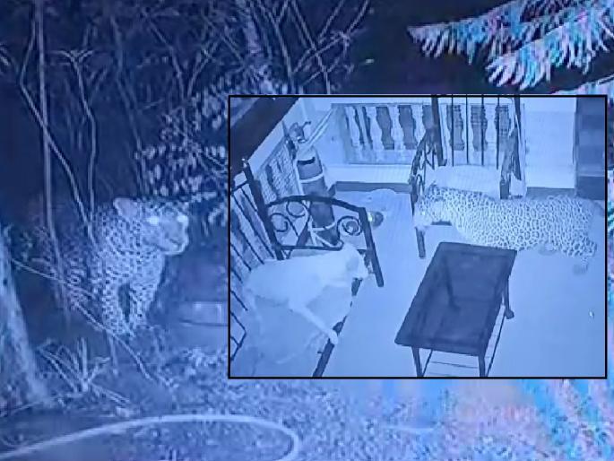 Leopard entered Holkar's bungalow at Panhalgarh, dog resisted | पन्हाळगडावरील होळकरांच्या बंगल्यात शिरला बिबट्या, कुत्र्याने केला प्रतिकार; घटना सीसीटिव्हीत कैद