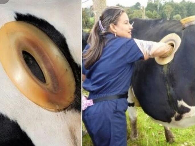 Why do these cows have holes drilled into their sides? | अमेरिकेत गायीच्या पोटाला छिद्र का पाडतात? याने फायदा होतो की तोटा? Why do these cows have holes drilled into their sides? | अमेरिकेत गायीच्या पोटाला छिद्र का पाडतात? याने फायदा होतो की तोटा?