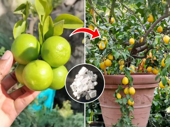 home gardening hacks for lemon plant how to make lime tree grow faster lemon plant not flowering remedies organic ways to grow lime tree | कोमेजून गेलेलं रोपही होईल हिरवेगार, येतील भरभरुन लिंबू! फक्त १० रुपयांचा पांढरा खडा करेल जादू... home gardening hacks for lemon plant how to make lime tree grow faster lemon plant not flowering remedies organic ways to grow lime tree | कोमेजून गेलेलं रोपही होईल हिरवेगार, येतील भरभरुन लिंबू! फक्त १० रुपयांचा पांढरा खडा करेल जादू...
