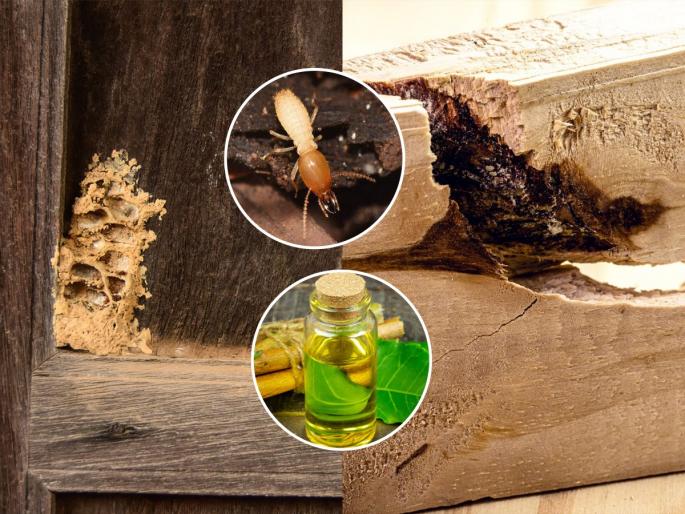 home hacks for Termites, how to get rid of termites, how to protect furniture from termites  | फक्त १० रुपयांचा सोपा उपाय- फर्निचरला वाळवी लागणार नाही, वर्षांनुवर्षे नव्यासारखं राहील