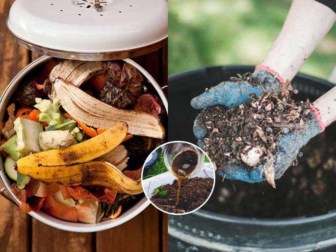 home made fertilizer for fast growth of plants, how to make fertilizer at home, how to make fertilizer for home garden from kitchen waste | रोपं धड वाढतही नाहीत- त्यांना फुलंही येत नाहीत? घ्या घरगुती उपाय- वाढतील जोमात, होतील हिरवीगार 