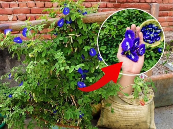 gardening tips for gokarna plant, home made fertilizer for gokarn plant for getting maximum flowers | शंकराला आवडणारी गोकर्णाची फुलं तुमच्या घरातल्या बागेतही फुलतील रोज, ‘हे’ घरगुती खत घाला-पाहा बहर