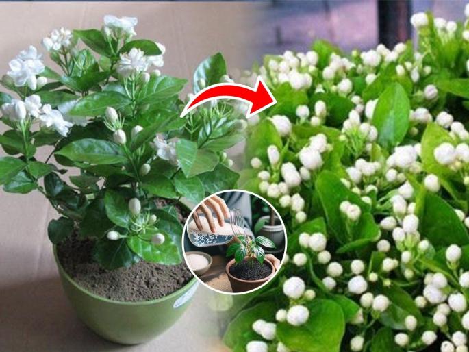 home made fertilizer for mogra plant, how to get maximum flowers from jasmine plant, which is the best fertilizer for mogra plant? | किती उपाय केले तरी मोगरा काही फुलत नाही? मातीत मिसळा ‘हे’ खास टॉनिक-पावसाळ्यातही येईल बहर