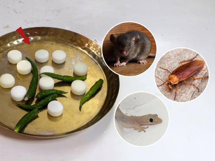 Home Remedies to Get Rid of Cockroaches, Lizards & Rats How to remove lizards, rats & Cockroaches from home naturally Natural ways to repel Rats, Cockroaches, Lizards from home Homemade solutions for cockroaches, lizards, and rats | झुरळं-पाली-उंदीर यांना पळवून लावणारा खास उपाय! एकदाच करा, त्रास होईल कायमचा बंद....