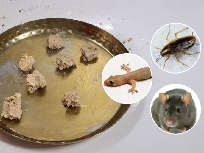 home remedies to get rid of cockroaches lizards rats how to remove cockroaches lizards rats from house naturally get rid of cockroaches lizards rats without chemicals | घरातील झुरळं - पाली - उंदीर जातील पळून, करा असा सोपा घरगुती उपाय - करा कायमचा बंदोबस्त...