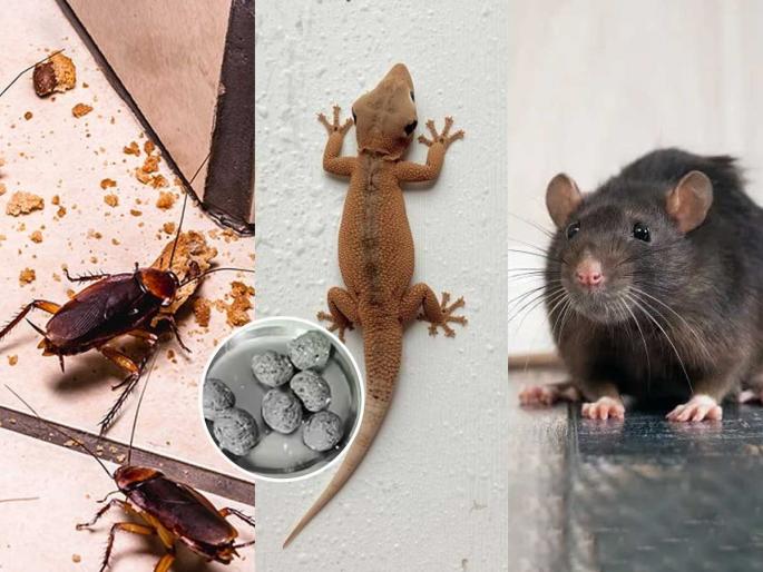 how to keep rats, cockroaches, ants, Lizards away naturally home remedies to get rid of rats, cockroaches, ants, Lizards | उंदीर-झुरळं-पाली-मुंग्या पळतील घराबाहेर - पाहा धूप आणि कापराचा सोपा उपाय - करा कायमचा बंदोबस्त... how to keep rats, cockroaches, ants, Lizards away naturally home remedies to get rid of rats, cockroaches, ants, Lizards | उंदीर-झुरळं-पाली-मुंग्या पळतील घराबाहेर - पाहा धूप आणि कापराचा सोपा उपाय - करा कायमचा बंदोबस्त...