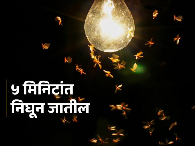 A simple solution use pot of water, during the monsoon, insects and bugs that come into the house will disappear, a simple solution, home remedies | भांडंभर पाण्याचा सोपा उपाय, पावसाळ्यात घरात चिलटे - कीडे येतात ते होतील गायब, सोपा उपाय