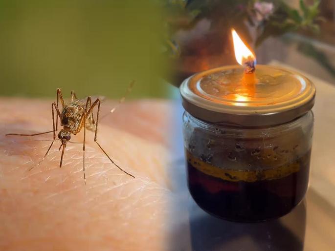 trick to get rid of mosquitoes from house natural mosquito repellent using cinnamon and cloves | घरभर डास- माशा घोंगावतात, चावतात? घरीच करा १ जादुई दिवा - फक्त वात पेटवा आणि पाहा कमाल... trick to get rid of mosquitoes from house natural mosquito repellent using cinnamon and cloves | घरभर डास- माशा घोंगावतात, चावतात? घरीच करा १ जादुई दिवा - फक्त वात पेटवा आणि पाहा कमाल...