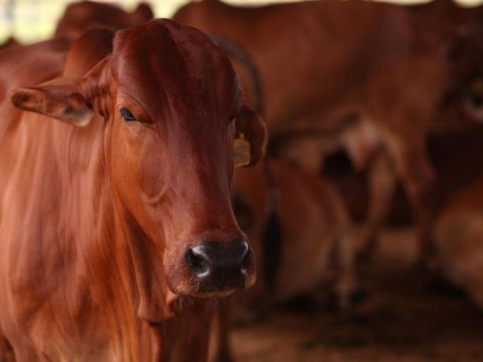 Vaccination of 96 thousand cattle | ९६ हजार गोवंशीय जनावरांचे लसीकरण Vaccination of 96 thousand cattle | ९६ हजार गोवंशीय जनावरांचे लसीकरण