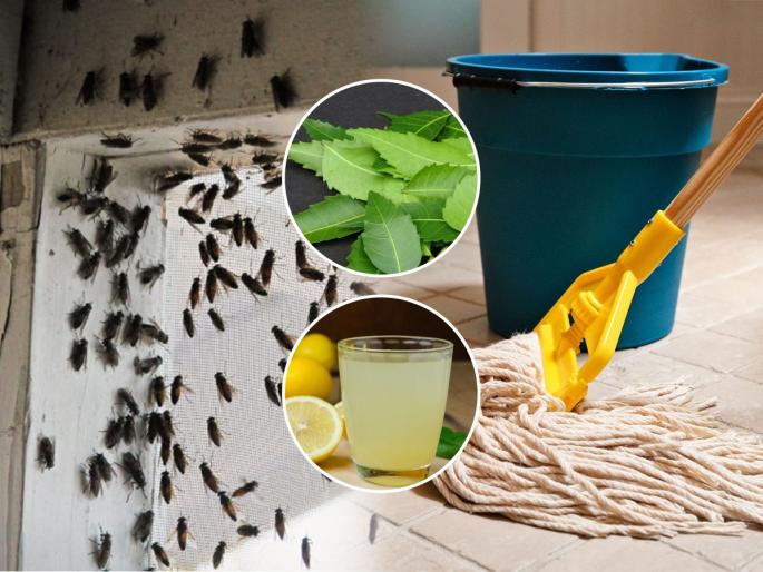 how to get rid of flies in monsoon ingredients to add in floor cleaning water natural mosquito repellent for Home cleaning tips | पावसाळ्यात घरभर माशा- चिलटं भिरभिरतात? लादी पुसताना पाण्यात मिसळा ३ पदार्थ, त्रास होईल कमी