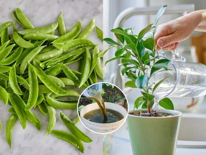 homemade green pea peel fertilizer How To Make Green Pea Peel Fertilizer At Home | मटार सोलून उरलेली सालं म्हणजे रोपांसाठी अमृतच! महागडी खत नको,सालांचे नैसर्गिक खत - बागेचं रूप जाईल पालटून... homemade green pea peel fertilizer How To Make Green Pea Peel Fertilizer At Home | मटार सोलून उरलेली सालं म्हणजे रोपांसाठी अमृतच! महागडी खत नको,सालांचे नैसर्गिक खत - बागेचं रूप जाईल पालटून...