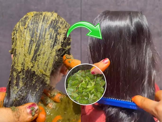 Natural ingredients for hair coloring Natural Mehendi Hair Color Paste Homemade herbal mehendi for dark hair 3-leaf herbal mehendi for hair | केमिकलवाली विकतची मेहेंदी कशाला, ‘या’ ३ पानांची पेस्ट देईल केसांना सुंदर रंग! शून्य साईड इफेक्ट...