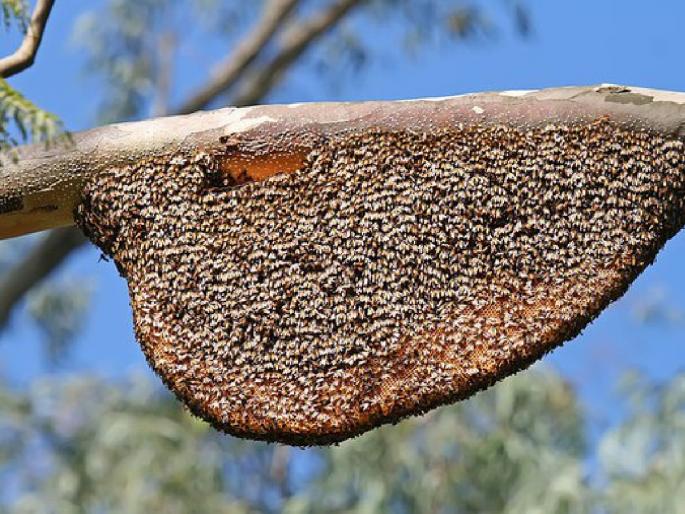 Bees attack tourists at Fort Rajgad 2 male tourists including 2 women are in critical condition others are slightly injured | किल्ले राजगडावरील पर्यटकांवर मधमाशांचा हल्ला; २ महिलांसह चौघांची प्रकृती गंभीर, इतर किरकोळ जखमी Bees attack tourists at Fort Rajgad 2 male tourists including 2 women are in critical condition others are slightly injured | किल्ले राजगडावरील पर्यटकांवर मधमाशांचा हल्ला; २ महिलांसह चौघांची प्रकृती गंभीर, इतर किरकोळ जखमी