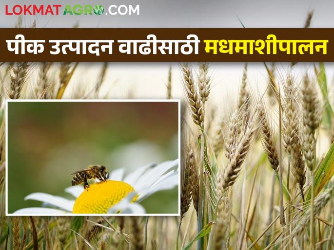 Up to 40 percent increase in crop production due to bees, what exactly is the math? | मधमाशांमुळे पीक उत्पादनात 40 टक्क्यांपर्यंत वाढ, नेमकं गणित काय?  Up to 40 percent increase in crop production due to bees, what exactly is the math? | मधमाशांमुळे पीक उत्पादनात 40 टक्क्यांपर्यंत वाढ, नेमकं गणित काय?