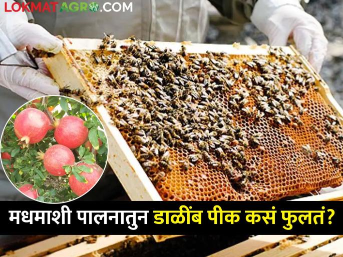 Latest News Beekeeping has become profitable for pomegranate farming | डाळिंब शेतीसाठी मधमाशी पालन ठरलं फायदेशीर, वाचा काय बदल झाला?  Latest News Beekeeping has become profitable for pomegranate farming | डाळिंब शेतीसाठी मधमाशी पालन ठरलं फायदेशीर, वाचा काय बदल झाला?