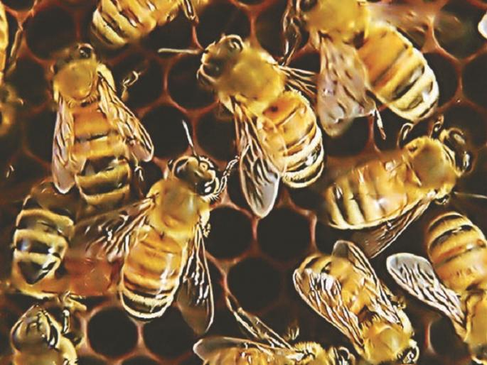 Don't play with the beehive, Dr. Rahuri Agriculture University Head of Department. C. S. Patil's appeal | मधमाशांच्या पोळ्याशी खेळ नको, राहुरी कृषी विद्यापीठाचे विभागप्रमुख डॉ. सी. एस. पाटील याचे आवाहन Don't play with the beehive, Dr. Rahuri Agriculture University Head of Department. C. S. Patil's appeal | मधमाशांच्या पोळ्याशी खेळ नको, राहुरी कृषी विद्यापीठाचे विभागप्रमुख डॉ. सी. एस. पाटील याचे आवाहन