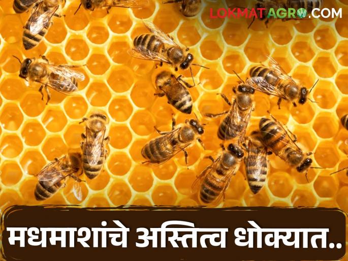 Latest News Forest fires threaten the survival of bees, read how in detail | जंगलातील वणव्यामुळे मधमाशांचे अस्तित्व धोक्यात, ते कसे वाचा सविस्तर Latest News Forest fires threaten the survival of bees, read how in detail | जंगलातील वणव्यामुळे मधमाशांचे अस्तित्व धोक्यात, ते कसे वाचा सविस्तर