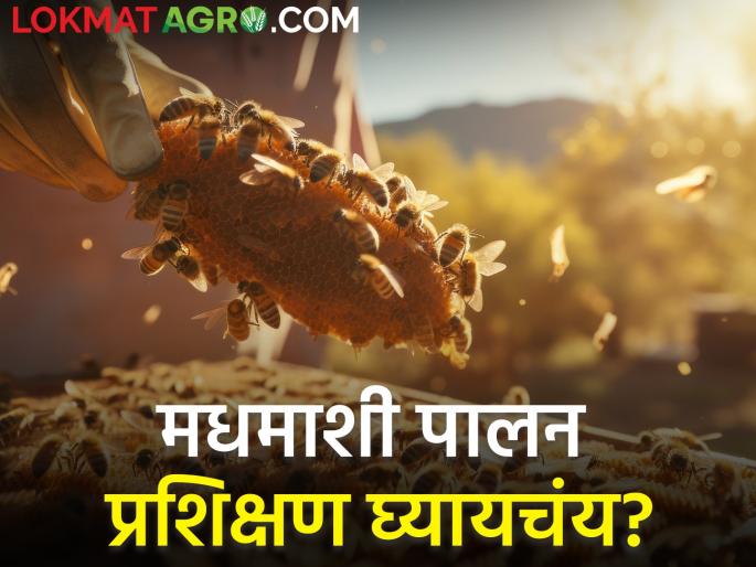 Latest News honey Beekeeping training from Malegaon Krishi Vigyan Kendra | मधमाशी पालन प्रशिक्षण घ्यायचंय? नेमकं काय शिकवलं जातं? वाचा सविस्तर 