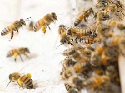 Youth attacked by bees on Markandeya Rishi hill | मार्कंडेय ऋषी डोंगरावर मधमाशांकडून युवकांवर हल्ला Youth attacked by bees on Markandeya Rishi hill | मार्कंडेय ऋषी डोंगरावर मधमाशांकडून युवकांवर हल्ला