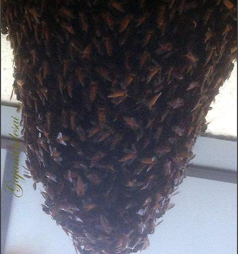 Gandharf attacks on farmers in Varavade | वरवडे येथे शेतकऱ्यांवर गांधीलमाशांचा हल्ला Gandharf attacks on farmers in Varavade | वरवडे येथे शेतकऱ्यांवर गांधीलमाशांचा हल्ला