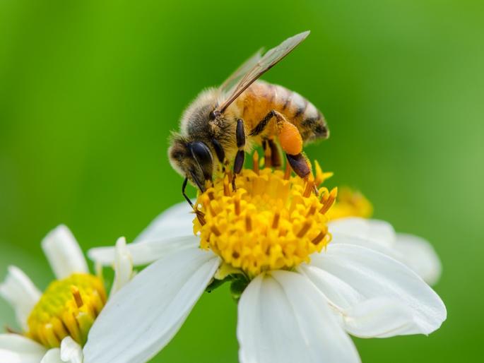 How much honey does a bee collect in how much time | Honey Bee| मधमाशी किती वेळेत किती मध करते गोळा? How much honey does a bee collect in how much time | Honey Bee| मधमाशी किती वेळेत किती मध करते गोळा?