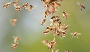 Honey bees attack on devotees at Barshitakali: two serious | बार्शीटाकळी येथे मधमाशांचा भाविकांवर हल्ला : दोन गंभीर Honey bees attack on devotees at Barshitakali: two serious | बार्शीटाकळी येथे मधमाशांचा भाविकांवर हल्ला : दोन गंभीर
