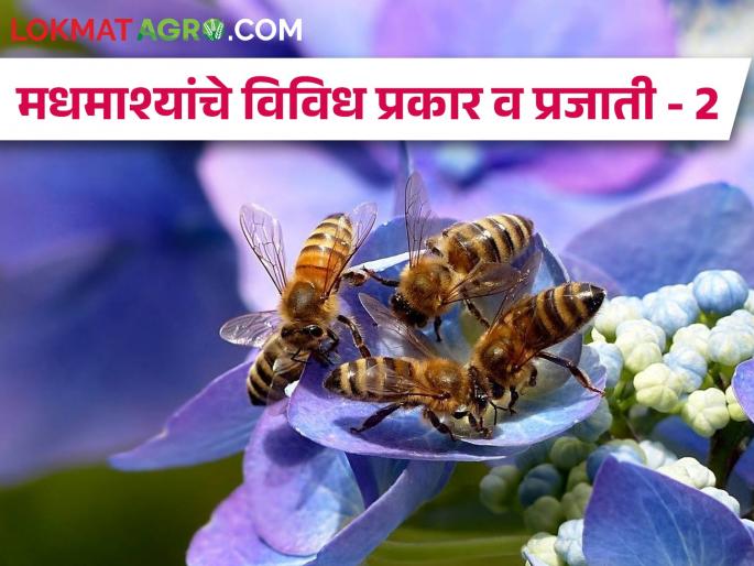 Latest News honey bees story Different types and species of bees | Honey Bees : मधमाशांचे विविध प्रकार व प्रजाती, पाळता येणाऱ्या मधमाशा कोणत्या?  Latest News honey bees story Different types and species of bees | Honey Bees : मधमाशांचे विविध प्रकार व प्रजाती, पाळता येणाऱ्या मधमाशा कोणत्या?