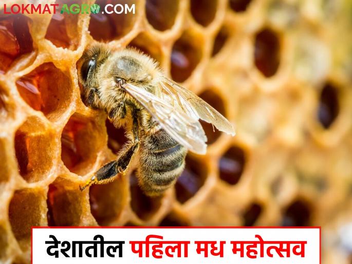 India's first honey festival in Mumbai on January 18 and 19 | १८ व १९ जानेवारीला मुंबईत देशातील पहिला मध महोत्सव