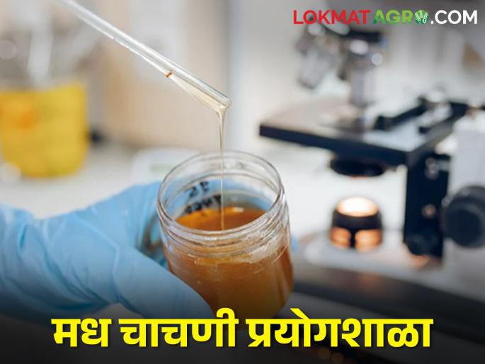 Latest News Country's 5th Honey Testing Laboratory in Ranchi by minister arjun munda | देशातील पाचवी मध चाचणी प्रयोगशाळा रांचीत, पूर्व भारतात आता मधाची क्रांती  Latest News Country's 5th Honey Testing Laboratory in Ranchi by minister arjun munda | देशातील पाचवी मध चाचणी प्रयोगशाळा रांचीत, पूर्व भारतात आता मधाची क्रांती
