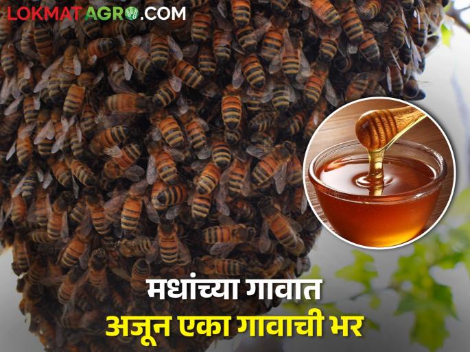 Lavalwadi, a tribal remote village in Akole taluka, has been declared as honey village | अकोले तालुक्यातील लव्हाळवाडी हे आदिवासी दुर्गम खेडे मधाचे गाव म्हणून घोषित Lavalwadi, a tribal remote village in Akole taluka, has been declared as honey village | अकोले तालुक्यातील लव्हाळवाडी हे आदिवासी दुर्गम खेडे मधाचे गाव म्हणून घोषित