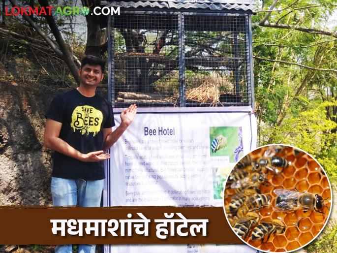 A special 'Honey Bee Hotel' is now in Pune for the conservation of honeybees | काय सांगताय मधमाशांचे हॉटेल.. हो पुण्यात मधमाशी संवर्धनासाठी सुरु झालंय 'हनी बी हॉटेल' A special 'Honey Bee Hotel' is now in Pune for the conservation of honeybees | काय सांगताय मधमाशांचे हॉटेल.. हो पुण्यात मधमाशी संवर्धनासाठी सुरु झालंय 'हनी बी हॉटेल'