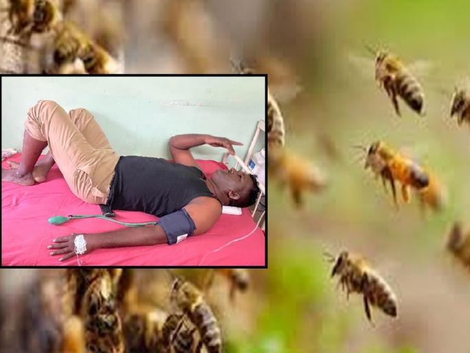 Bees swarm Shivaji University Kolhapur five injured in attack | Kolhapur: शिवाजी विद्यापीठात मधमाशांचे मोहळ उठले, हल्ल्यात पाचजण जखमी