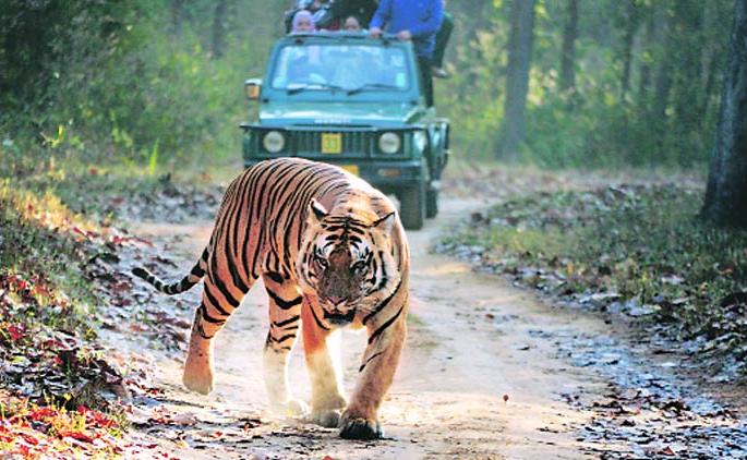 Hope of Tiger Corridor! | ‘टायगर कॉरिडॉर’च्या आशा पल्लवित! Hope of Tiger Corridor! | ‘टायगर कॉरिडॉर’च्या आशा पल्लवित!