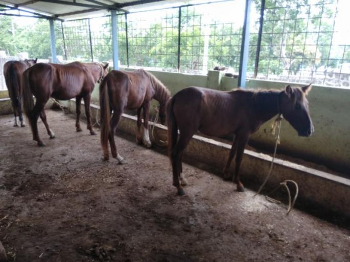 Naxalites were seized in the harrowing of the horses of Waxaad, seized from Abujamad | नक्षलवाद्यांचे घोडे वर्धेच्या करुणाश्रमात, बालेकिल्ला अबुजमाडातून केले होते जप्त