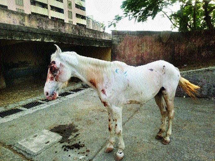 Horse halls in cattle camps; Hemorrhoids from the eye, wounds on the body | गुरांच्या कोंडवाड्यात घोड्यांचे हाल; डोळ्यांतून रक्तस्त्राव, अंगावरही जखमा Horse halls in cattle camps; Hemorrhoids from the eye, wounds on the body | गुरांच्या कोंडवाड्यात घोड्यांचे हाल; डोळ्यांतून रक्तस्त्राव, अंगावरही जखमा