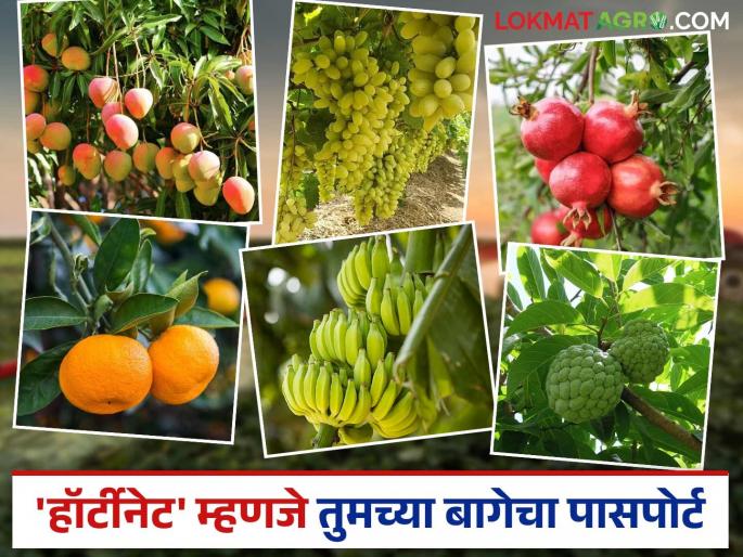 latest news HortiNet: Golden opportunity for farmers! 'HortiNet' opens doors to exports Read in detail | HortiNet : शेतकऱ्यांसाठी सुवर्णसंधी! 'हॉर्टीनेट'ने उघडली निर्यातीची दारे वाचा सविस्तर