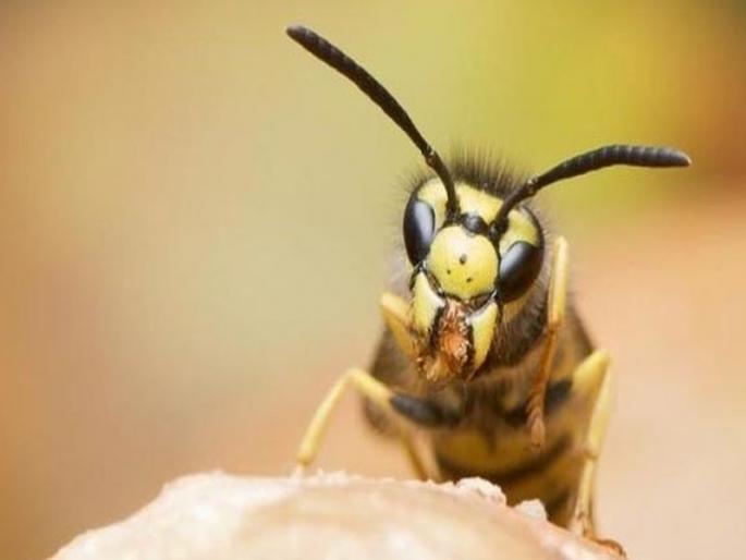 Demand for making medicines available in the municipal hospital | पालिका रुग्णालयात गांधील माशीवर औषधे उपलब्ध करण्याची मागणी Demand for making medicines available in the municipal hospital | पालिका रुग्णालयात गांधील माशीवर औषधे उपलब्ध करण्याची मागणी