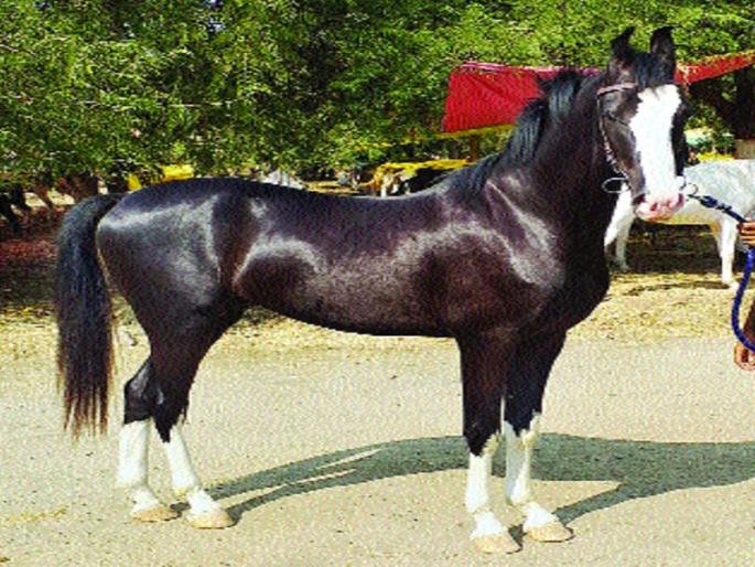 horse sold for 4.60 lakhs | अकलूजचा घोडेबाजार तेजीत : ४.६० लाखांना विकला गेला मारवाड घोडा horse sold for 4.60 lakhs | अकलूजचा घोडेबाजार तेजीत : ४.६० लाखांना विकला गेला मारवाड घोडा